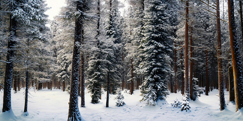 Full pine forest with snow background