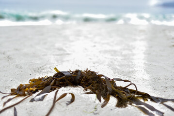 Things Found on the Beach