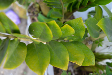 green leaves on a tree