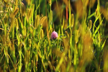 Clover amomg green grass