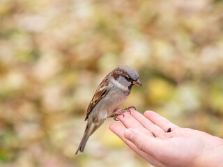 Sparrow eats seeds from a man's hand