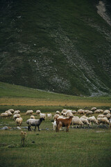 A flock of sheep grazes on green meadows, eats fresh green grass in the mountains of Georgia. Truso Valley National Park, Kazbegi Municipality. Herd pets on free range.