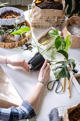 Woman gardener hands transplant variegated monstera scattered soil ground garden tools table closeup