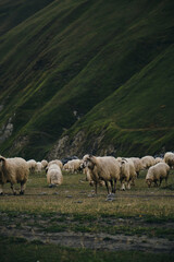 Obraz premium A flock of sheep grazes on green meadows, eats fresh green grass in the mountains of Georgia. Truso Valley National Park, Kazbegi Municipality. Herd pets on free range.