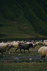 Fototapeta premium A flock of sheep grazes on green meadows, eats fresh green grass in the mountains of Georgia. Truso Valley National Park, Kazbegi Municipality. Herd pets on free range.