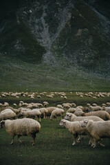 Fototapeta premium A flock of sheep grazes on green meadows, eats fresh green grass in the mountains of Georgia. Truso Valley National Park, Kazbegi Municipality. Herd pets on free range.