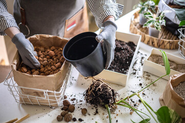 Woman gardener hands adding drainage granules to plastic pot variegated monstera transplant closeup - obrazy, fototapety, plakaty
