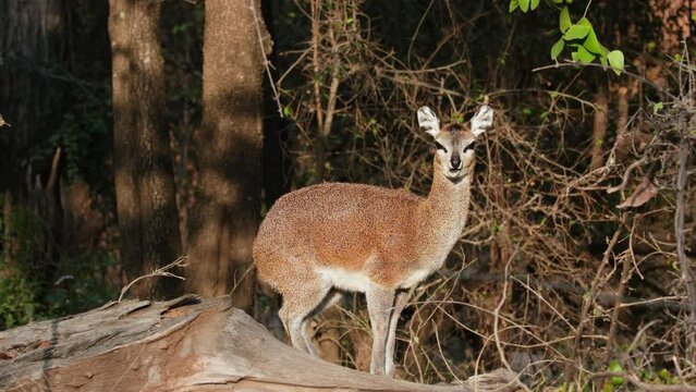 Female Klipspringer Looking At Camera While Ruminating In The Wild. wide