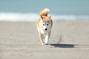 海を散歩する柴犬