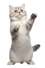Fototapeta premium Cute standing pose of Cat Munchkin kitten on white background