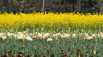 春の風景　チューリップ畑と菜の花