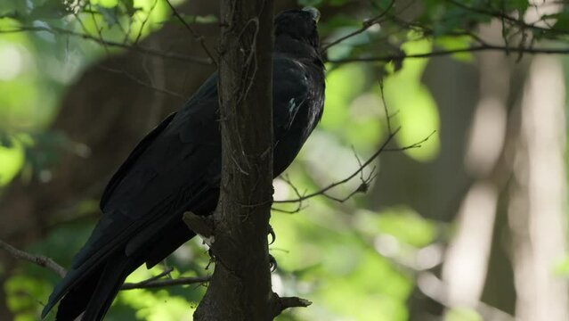 Large-billed Crow (Corvus macrorhynchos) or Jungle Crow Perched on Tree Branch Looking Around and Fly Away in Slow Motion