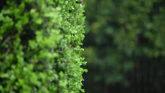 Green hedge leaves during a rain storm