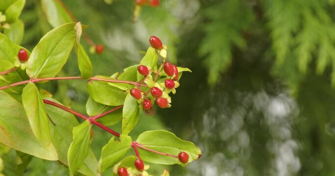Hypericum x inodorum, magical red fame Berries moving in the summer breeze