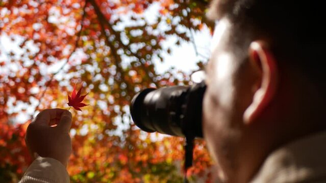 asian man using smart mobile phone taking photo while holding a maple leaf with background of color changed leaves on maple tree with sunshine