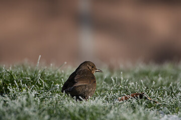 Blackbird on grass. Eurasian Blackbird. Bird on a branch. . Bird on the grass