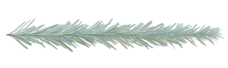 Christmas silver fir twig isolated on white transparent background, PNG. Xmas pine tree branch closeup - obrazy, fototapety, plakaty