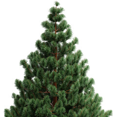 Christmas tree isolated on white transparent background, PNG. Green fir pine tree