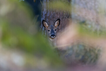 Deer in the meadow. Roe deer in the wild. Deer in the forest. Deer in the woods. Roe deer in the field in the morning