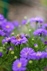 A bee pollinating a blooming purple flower in a blossoming garden.