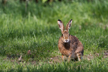 Hare in the grass. Rabbit in the woods. Rabbit in the grass, Hare. (Lepus europaeus) 