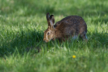 Hare in the grass. Rabbit in the woods. Rabbit in the grass, Hare. (Lepus europaeus) 