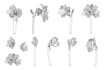 Decorative clivia amaryllis branch flowers big set, design elements. Can be used for cards, invitations, banners, posters, print design. Floral background in line art style.