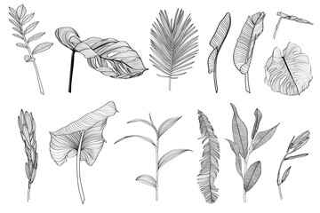 Palm and monstera leaves big set, black and white with drawing line art illustration. Isolated on white backdrop. - 650532501