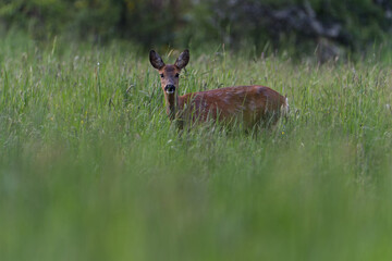 Deer in the meadow. Roe deer in the wild. Deer in the forest. Deer in the woods. Roe deer in the field in the morning