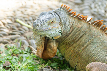 Portrait of an iguana close-up. Iguana lizard. Iguana in nature. Iguana portrait. 