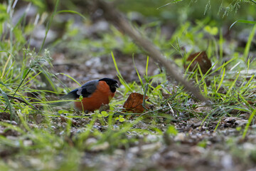 Male European Bullfinch Pyrrhula Pyrrhula on branch
