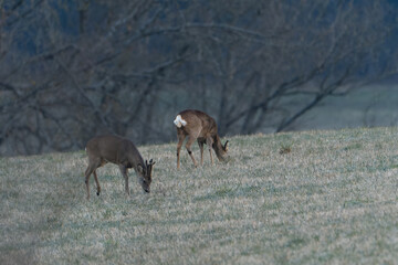 Naklejka na ściany i meble Deer in the forest. Deer in the woods. Roe deer in the field in the morning
