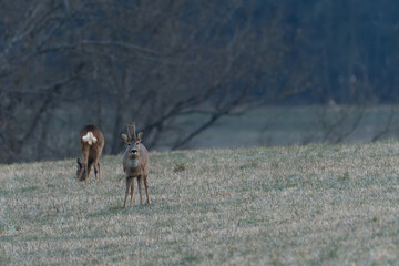 Deer in the forest. Deer in the woods. Roe deer in the field in the morning