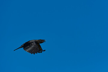 Black Bird silhouette in flight Blue Sky. Black bird