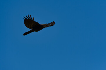 Black Bird silhouette in flight Blue Sky. Black bird