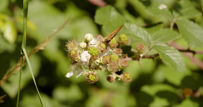 Shot of gatekeeper butterfly Pyronia Tithonus Flying off wild blackberry blossom