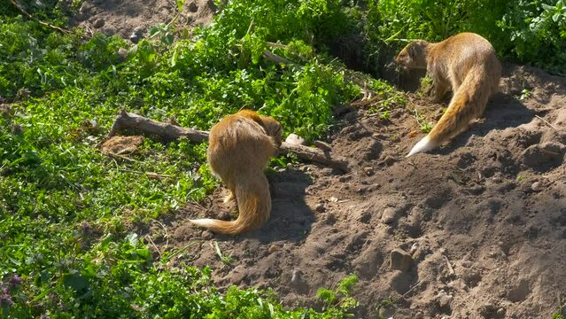 Meerkats making love. A view of family of meerkats walking on green grass during summer time.