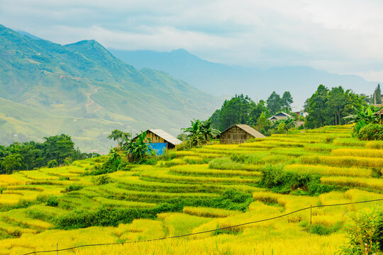 Mu Can Chai, rice terrace fields landscape with houses near Sapa, Northern Vietnam.
