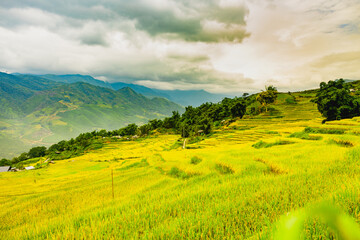 Mu Can Chai, harvesting rice terrace fields landscape near Sapa, Northern Vietnam travel