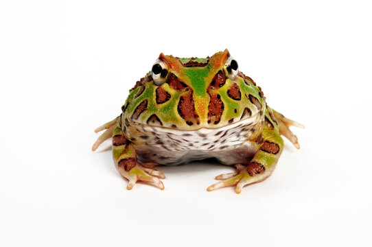 Cranwelli Schmuckhornfrosch // Cranwell's horned frog  (Ceratophrys cranwelli)
