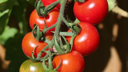 Gardeners Delight Tomatoes ripening on the vine. September. British Isles.