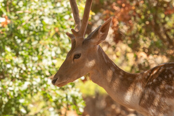 Deer side portrait against a blurry background. Close up view.

