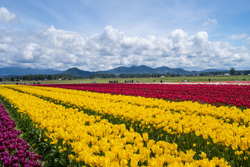 Skagit Valley Tulip Festival