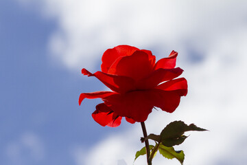 rose rouge fond ciel bleu