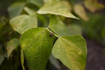 The Colorado potato beetle destroys land