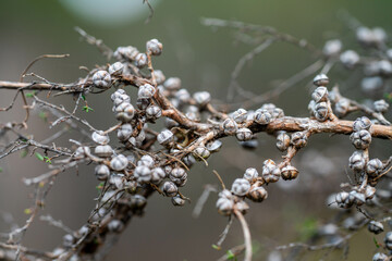 tea tree in australia in the forest