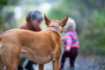tan kelpie dog in the australian bush in a park