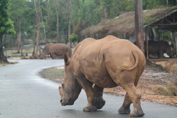 Back view of a massive rhino walking on the road © hyungmin