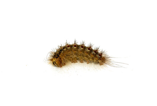 oak processionary moth on white background