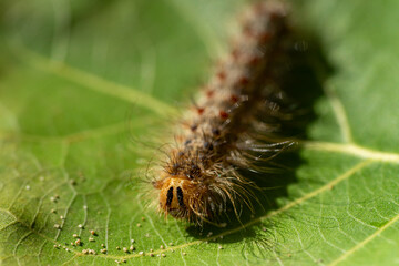 close up of oak processionary moth caterpillar on a plant
